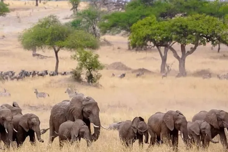 Tarangire National Park Day Trip – Elephants and Baobabs